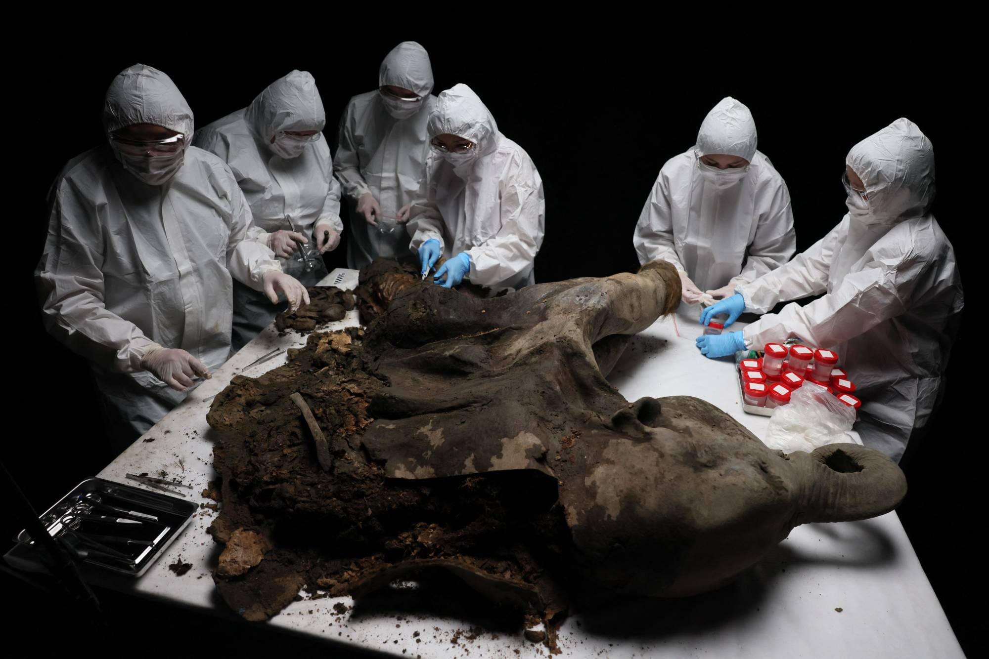 La dissection des restes d’un mammouth vieux de 130 000 ans révèle des « secrets fascinants »